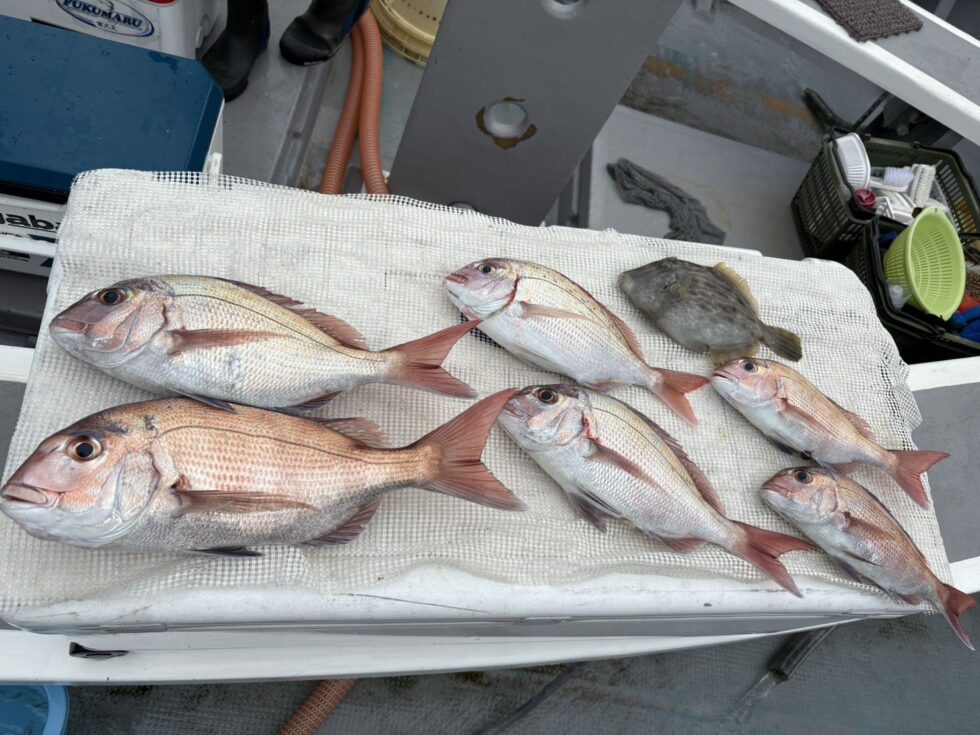 一つテンヤ真鯛釣り、興味ある方は是非１度どうぞ！タックル等釣り具店さんに！