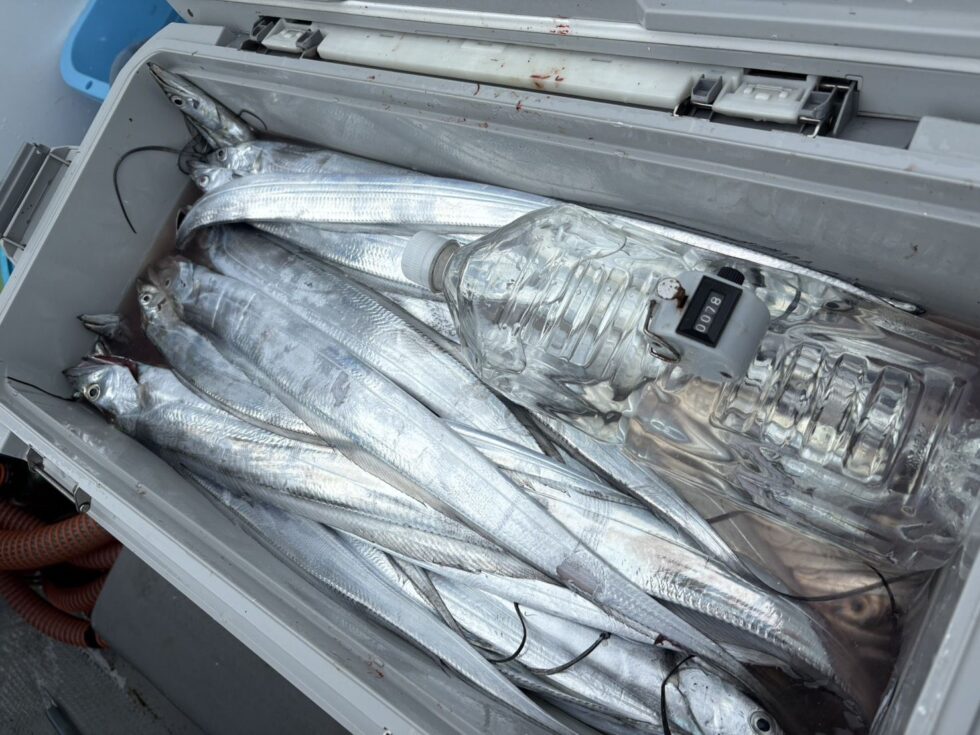 明日(金)テンヤタチウオ船、ウタセ五目船、出船確定