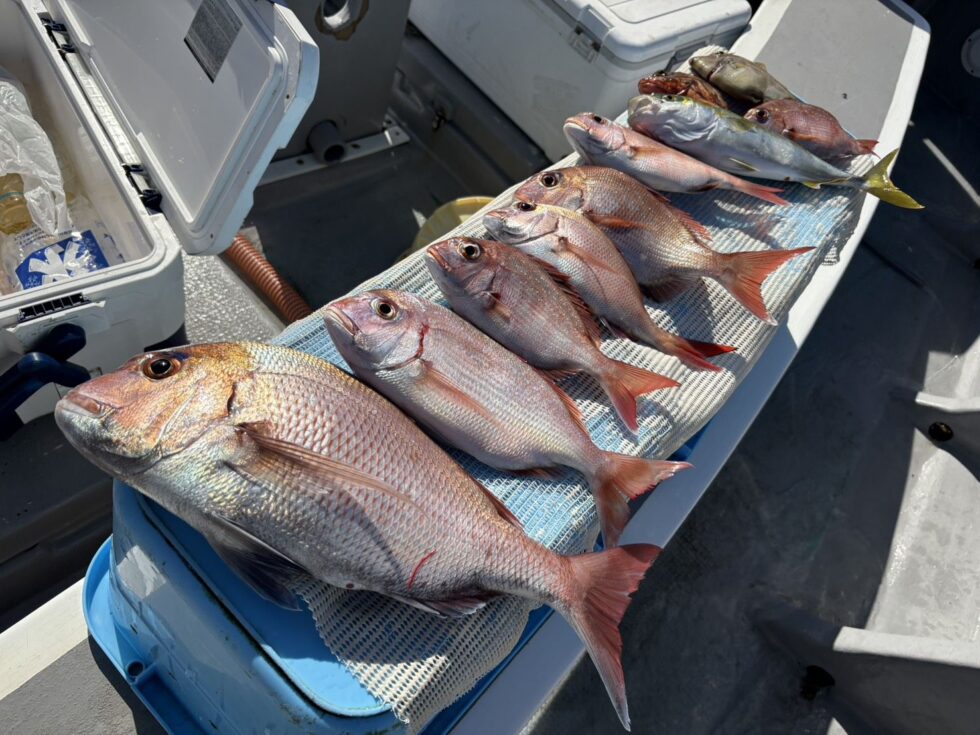 真鯛最大51㎝登場！