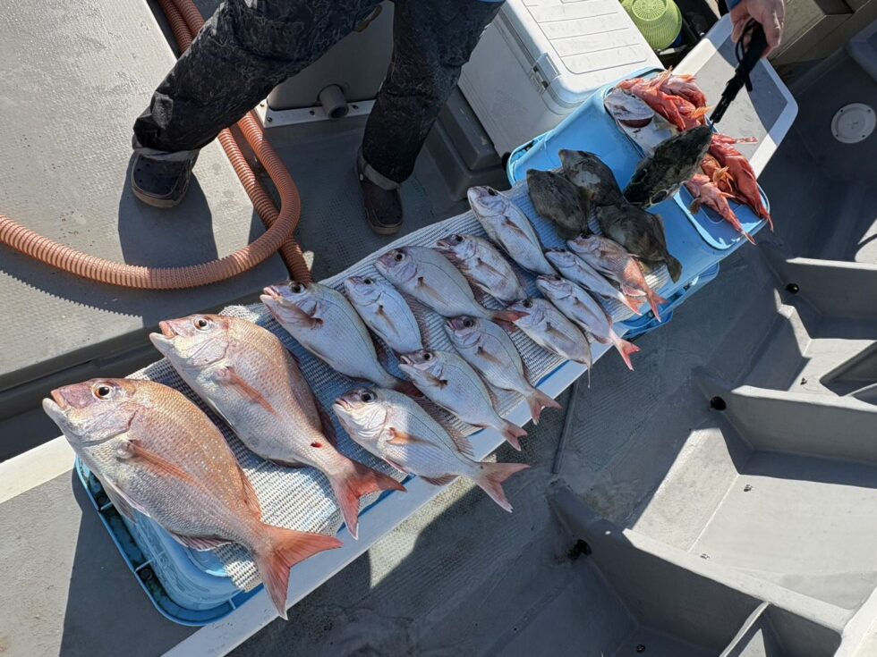 多彩な釣果！伊勢湾一つテンヤ真鯛釣りが面白い！