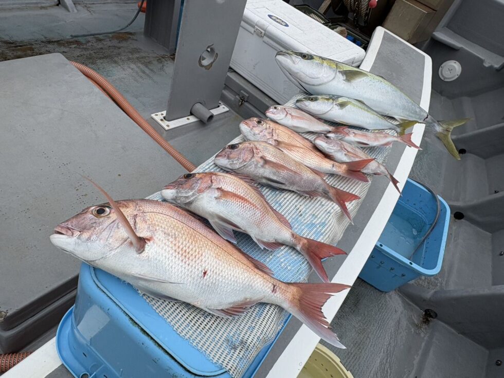 明日(水)一つテンヤ真鯛船、タチウオ船、出船確定!朝の飛び入りOK