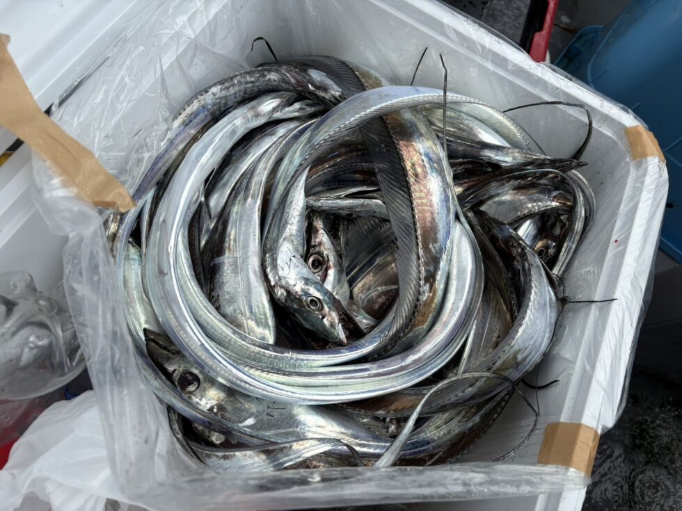 タチウオ、一つテンヤ真鯛、ウタセ五目、予約受付中!