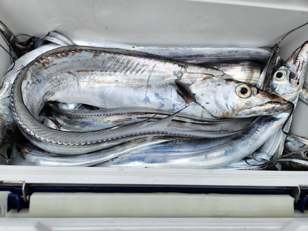 まだまだ楽しみですね。