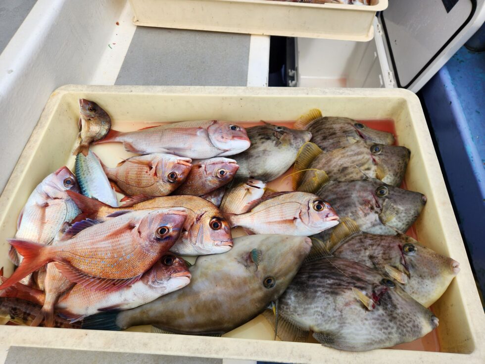 活きウタセエビたっぷり入荷中!