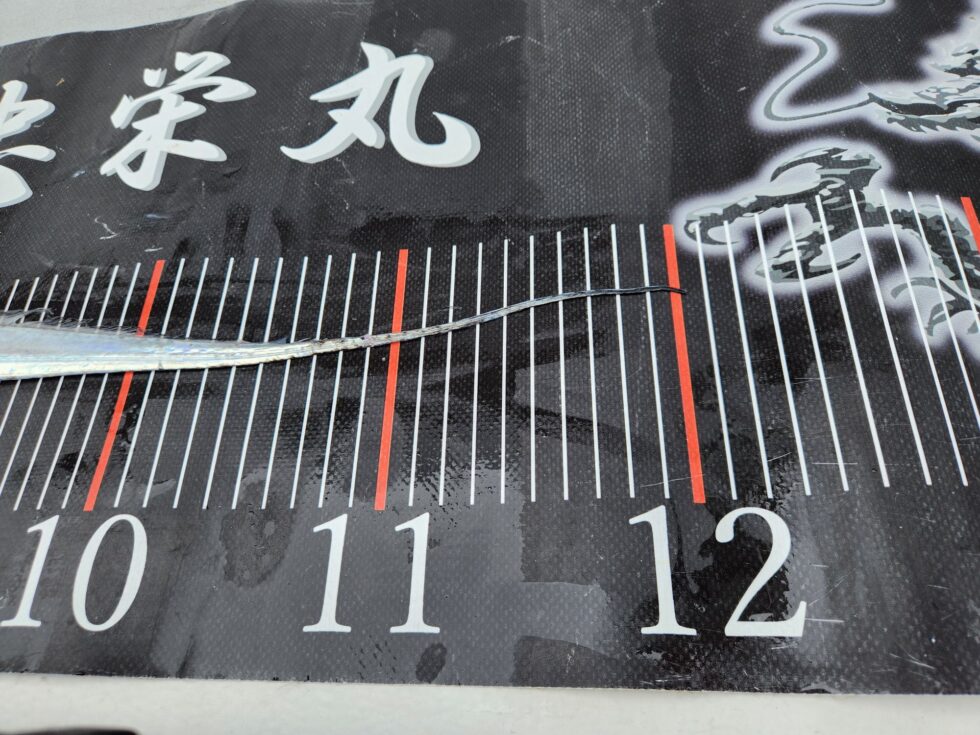 伊良湖水道連日のドラゴン！