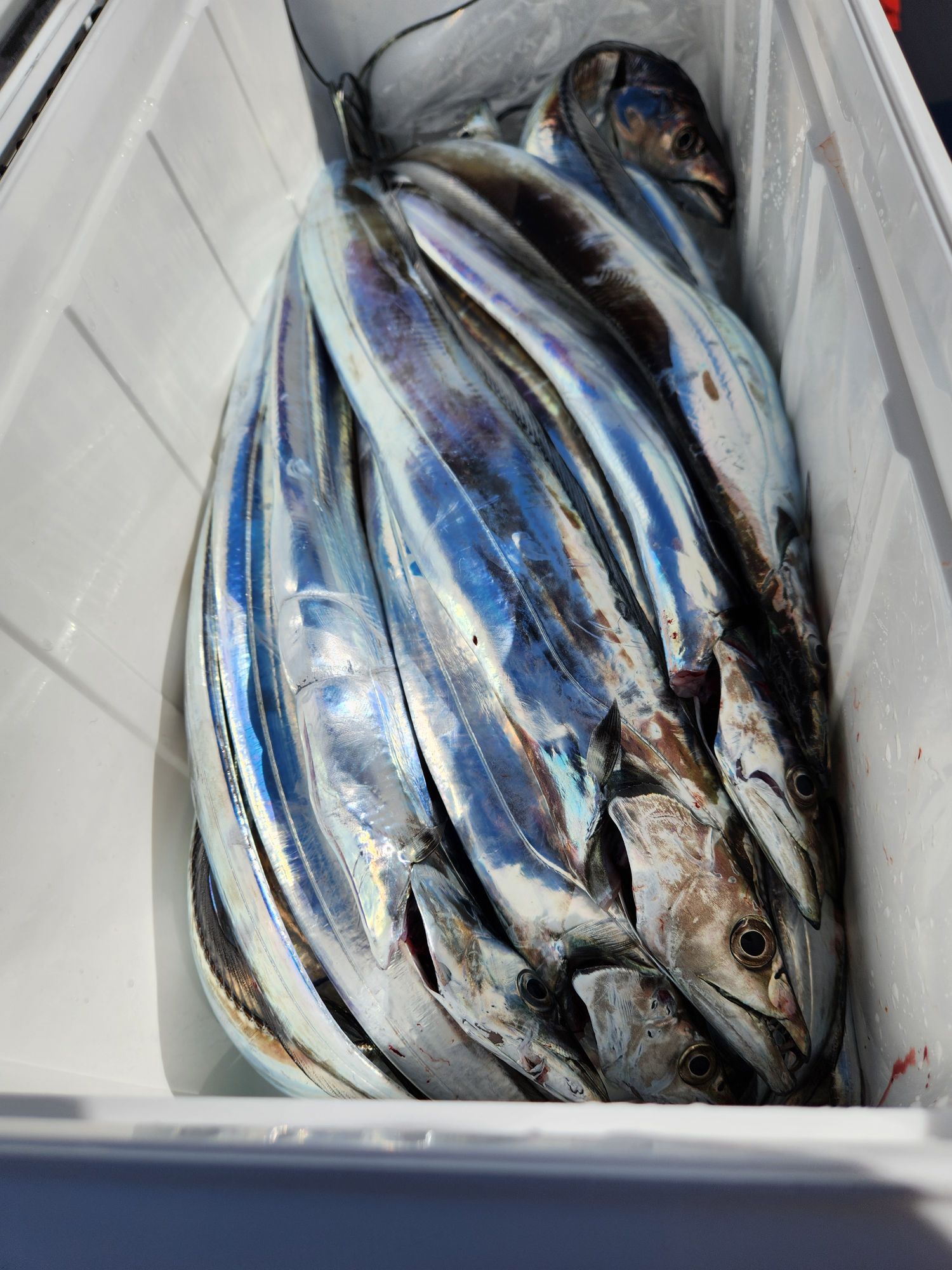 次回土曜日タチウオ(テンヤ専門)出船ですよ。空き多数