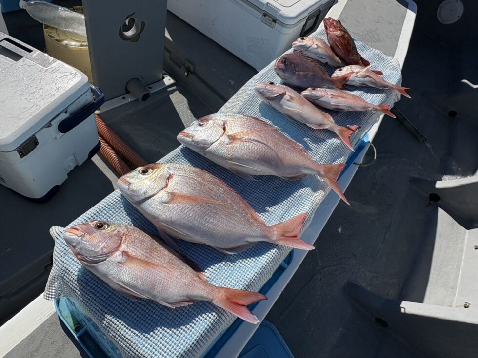 一つテンヤ真鯛釣り只今人気急上昇中！
