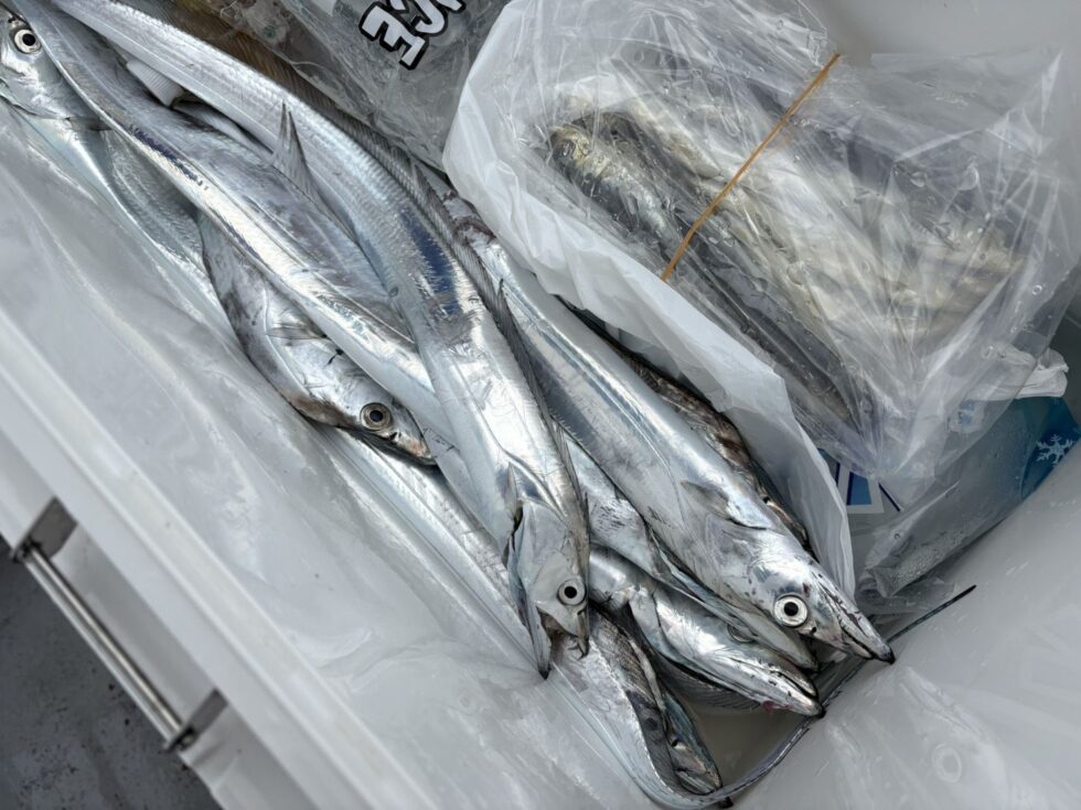 明日(水)一つテンヤ真鯛出船確定、タチウオ船、ウタセ五目船、予約受付中!