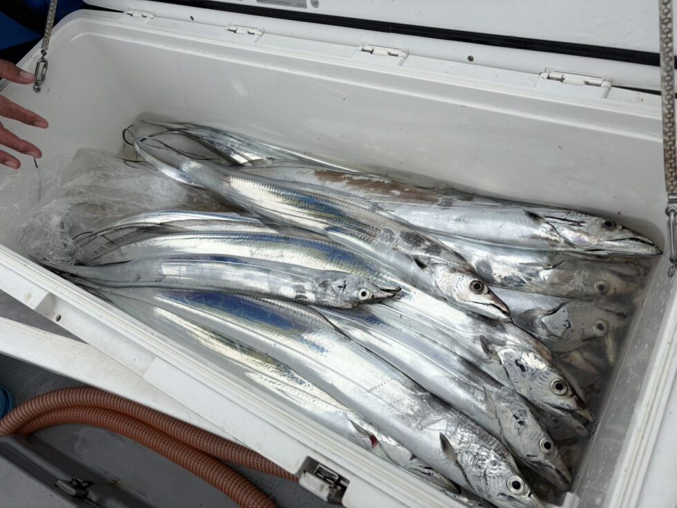 タチウオ高活性!