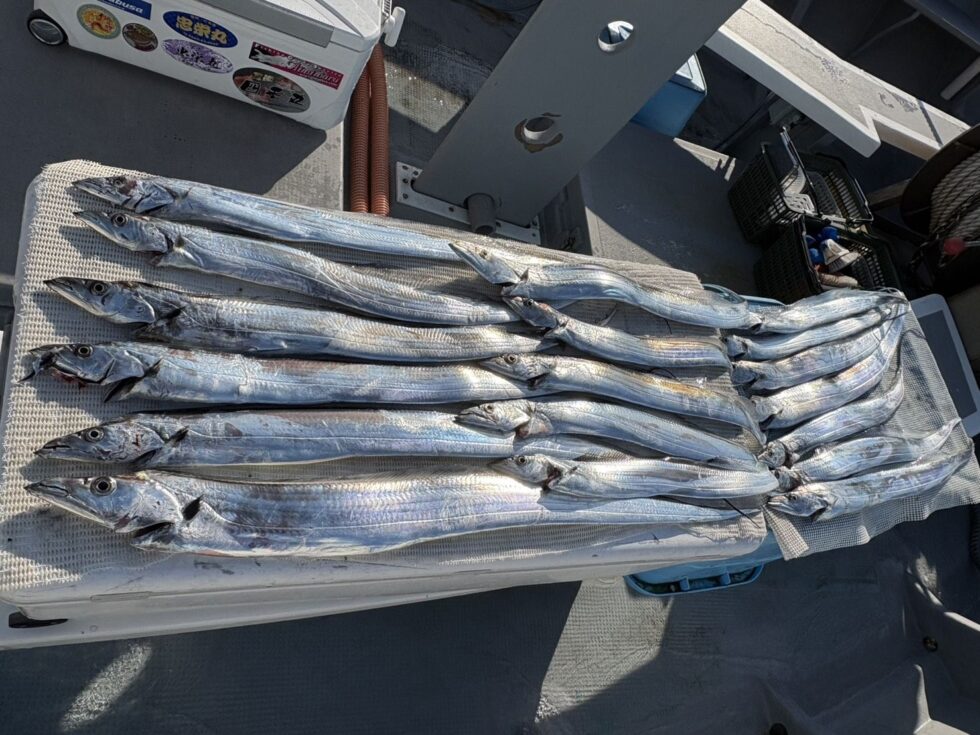 明日(土)一つテンヤ真鯛船、ウタセ五目船、出船確定です！