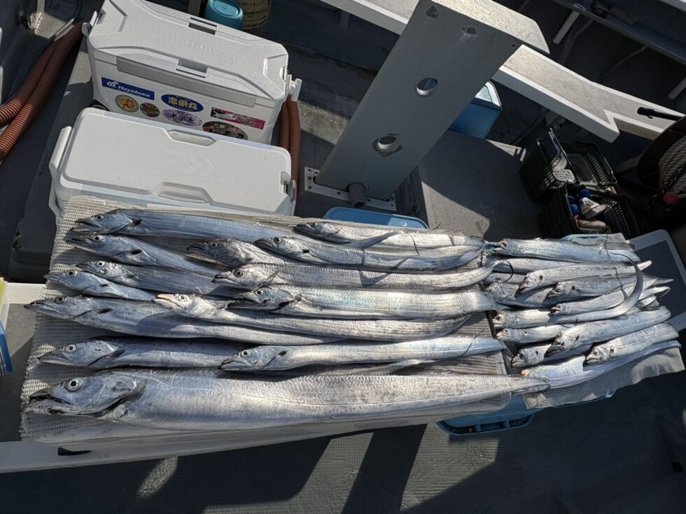 まだまだタチウオ居ますよ