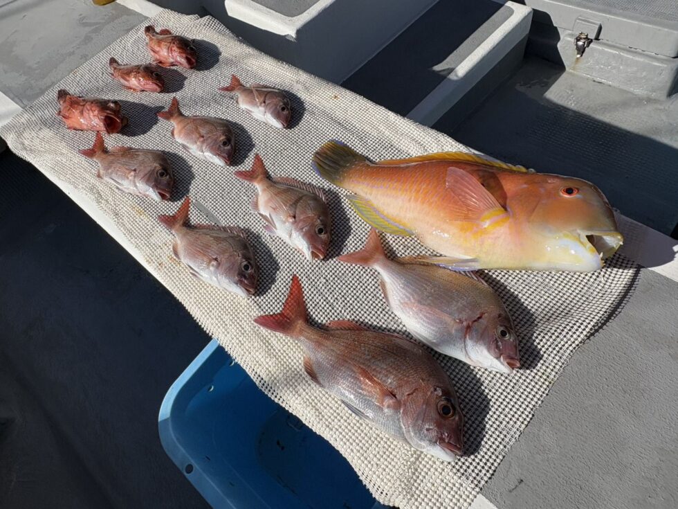 次回月曜日一つテンヤ真鯛出船確定です。