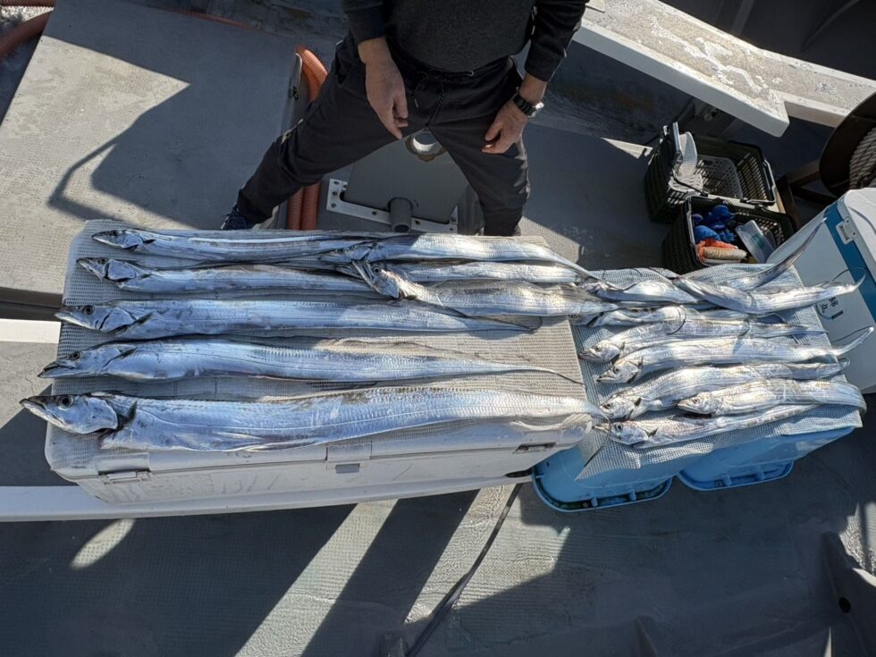 大型タチウオ大当たり!