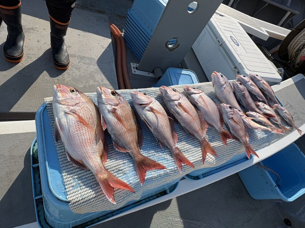 一つテンヤ真鯛船予約受付中!