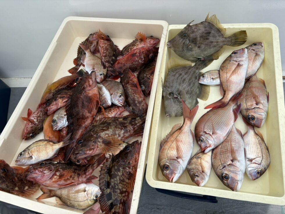 大型カサゴが凄い！