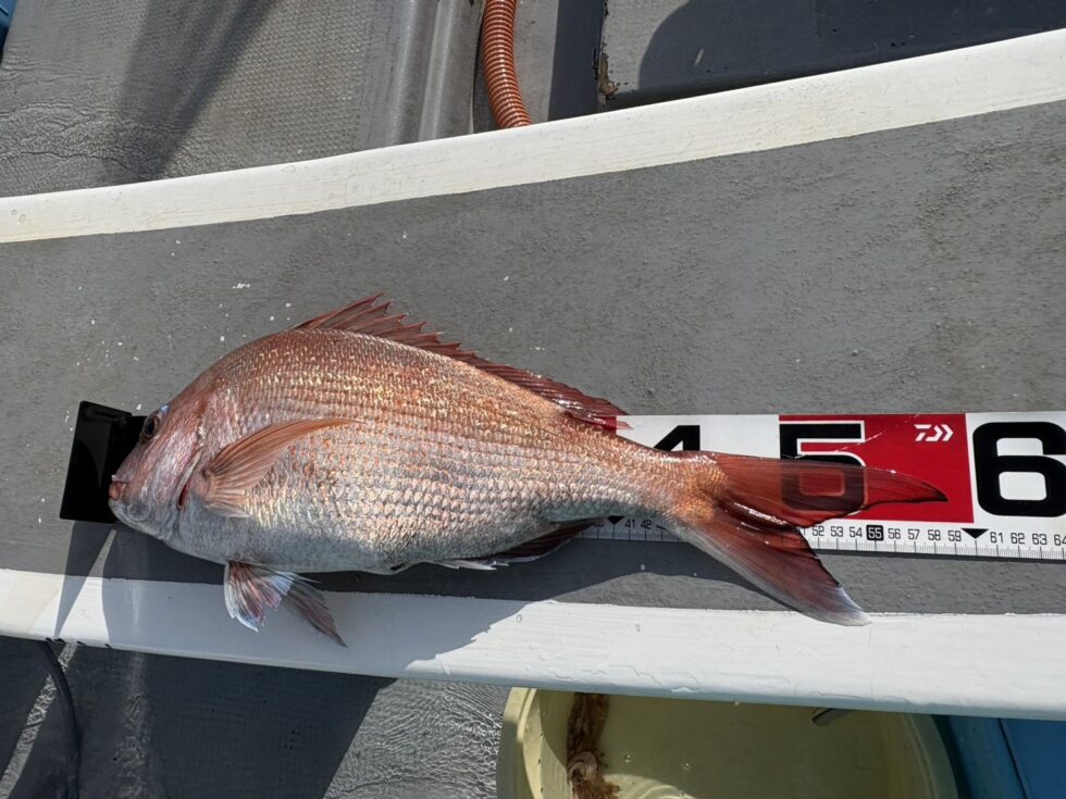 大型真鯛がチャンス!