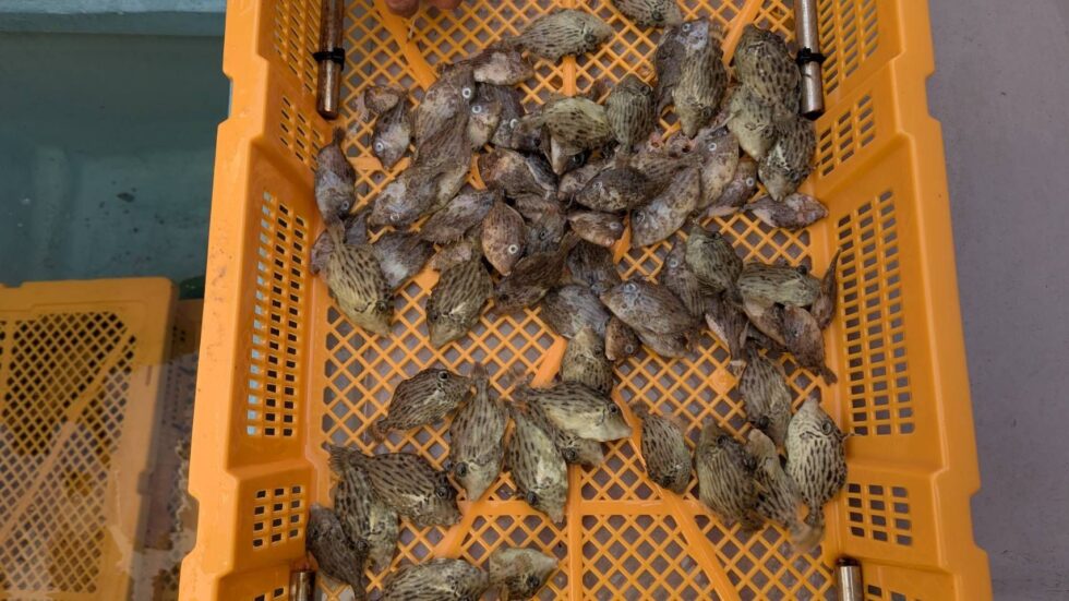 カワハギ稚魚！大きくなれよー