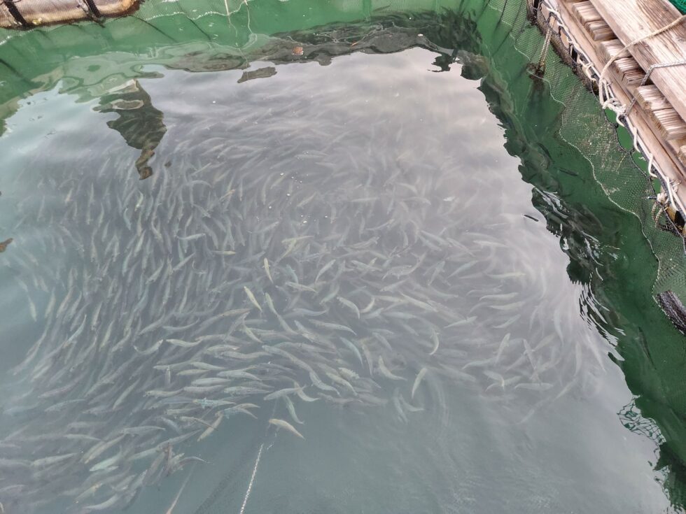 活きイワシ泳がせ釣り予約受付開始です!