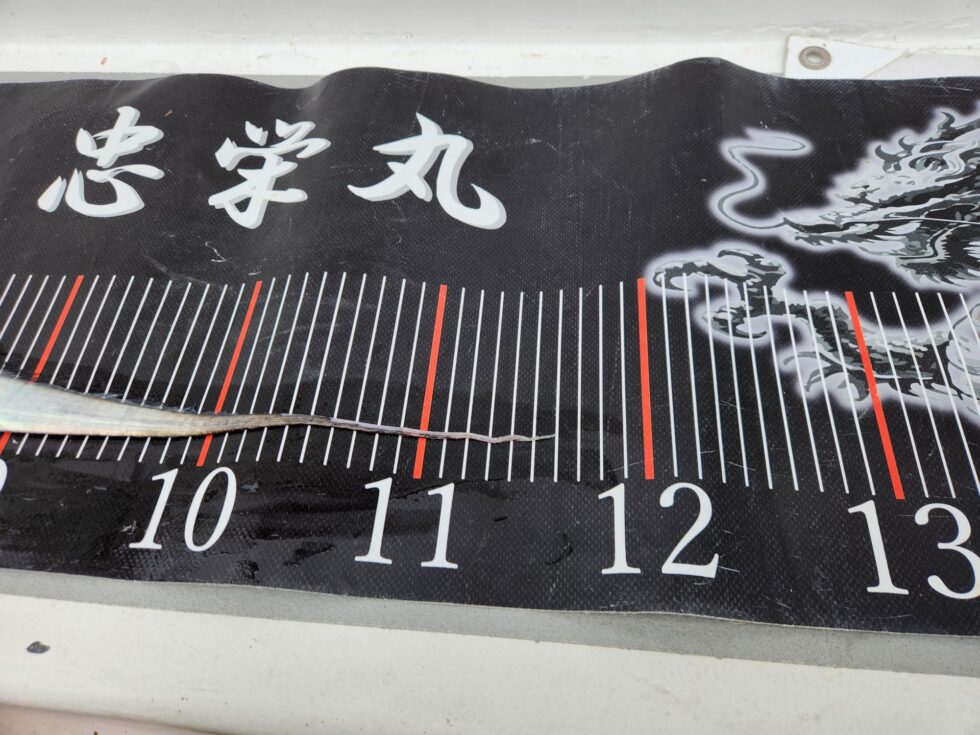 あと3㎝でドラゴン!