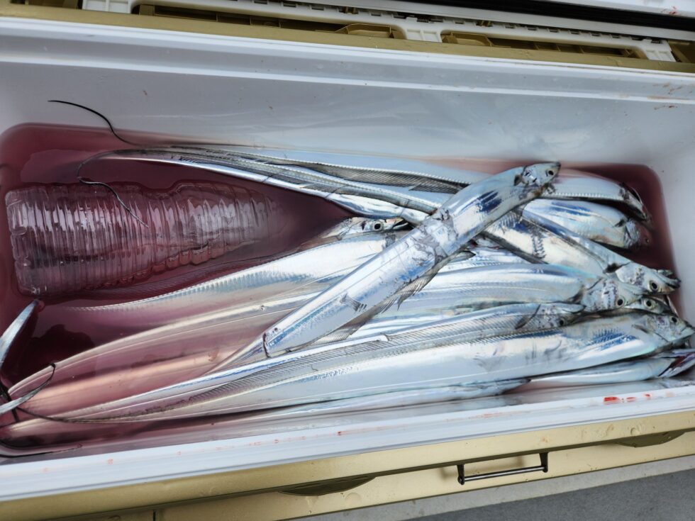 明日(木)一つテンヤ真鯛船、ウタセ五目船、出船!空き多数、朝の飛び入りOK