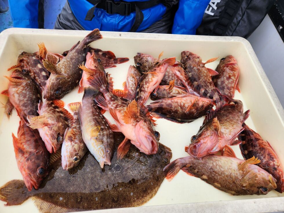 ウタセ五目予約受付中!