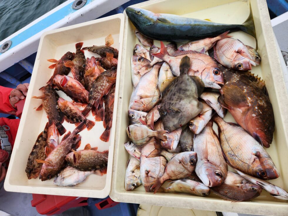 港前高級魚爆発!