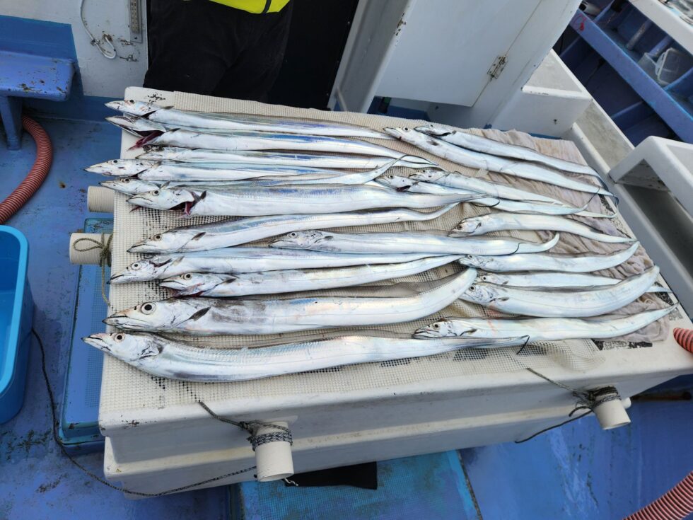 明日(木)タチウオ出船確定(空き多数)朝の飛び入りOKです。