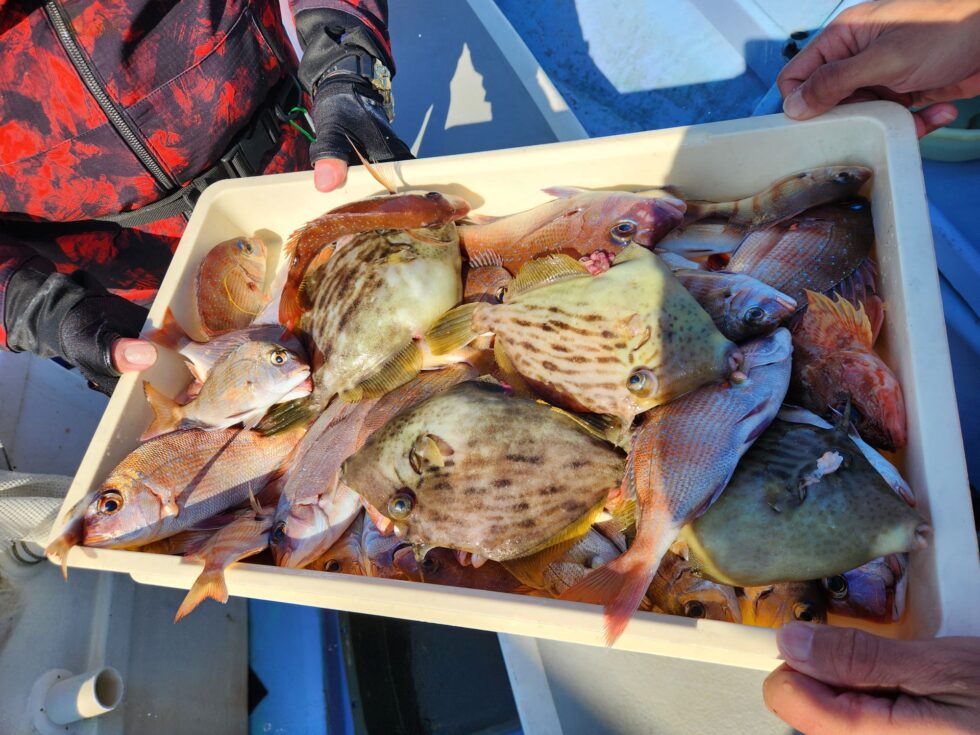 ウタセ五目入れ食い!明日(月)も出船確定!一つテンヤ真鯛船も出船確定です。