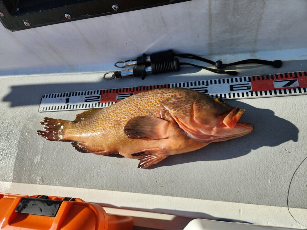 明日(火)は超穏やか予報!各釣り物予約お待ちしてます!