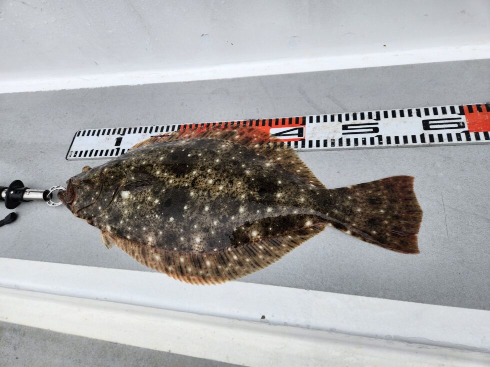 肉厚ヒラメゲット！