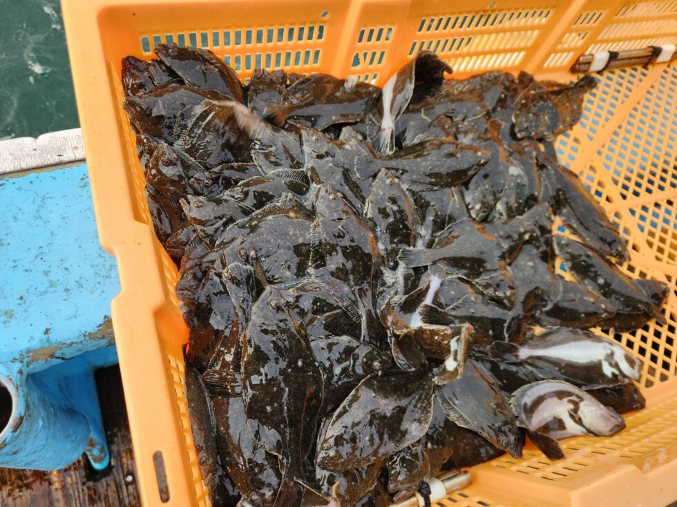午後からはヒラメ稚魚、キジハタ稚魚、カワハギ稚魚を片名前に放流しました！