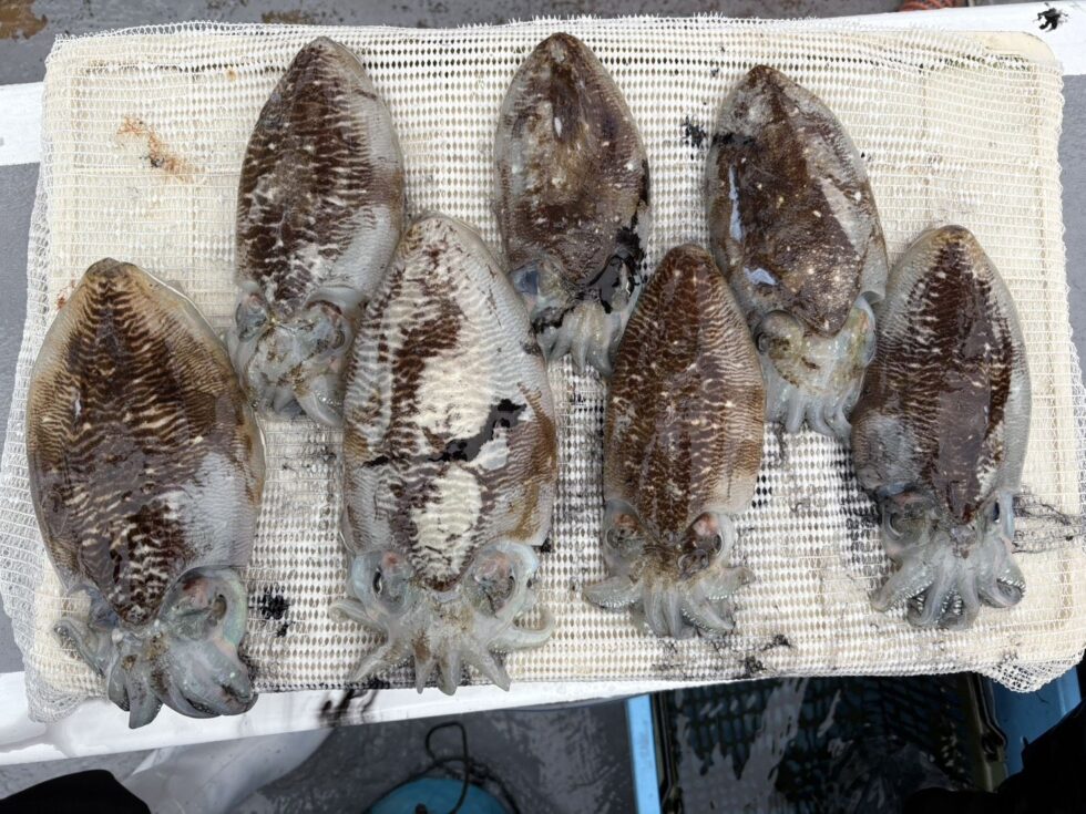 12/31、コウイカ釣りかなり空きです。