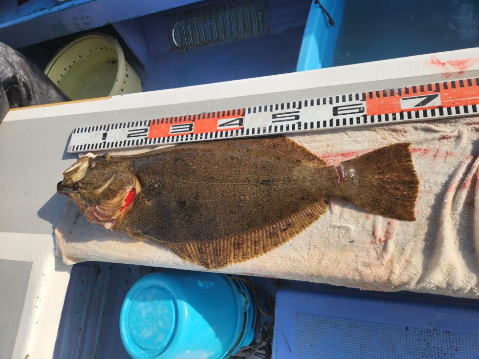 肉厚ヒラメ!明日(木)朝の飛び入りOKですよ