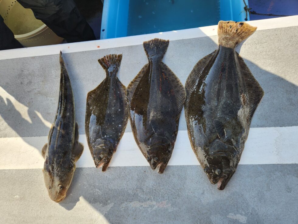 肉厚ヒラメチャンス!