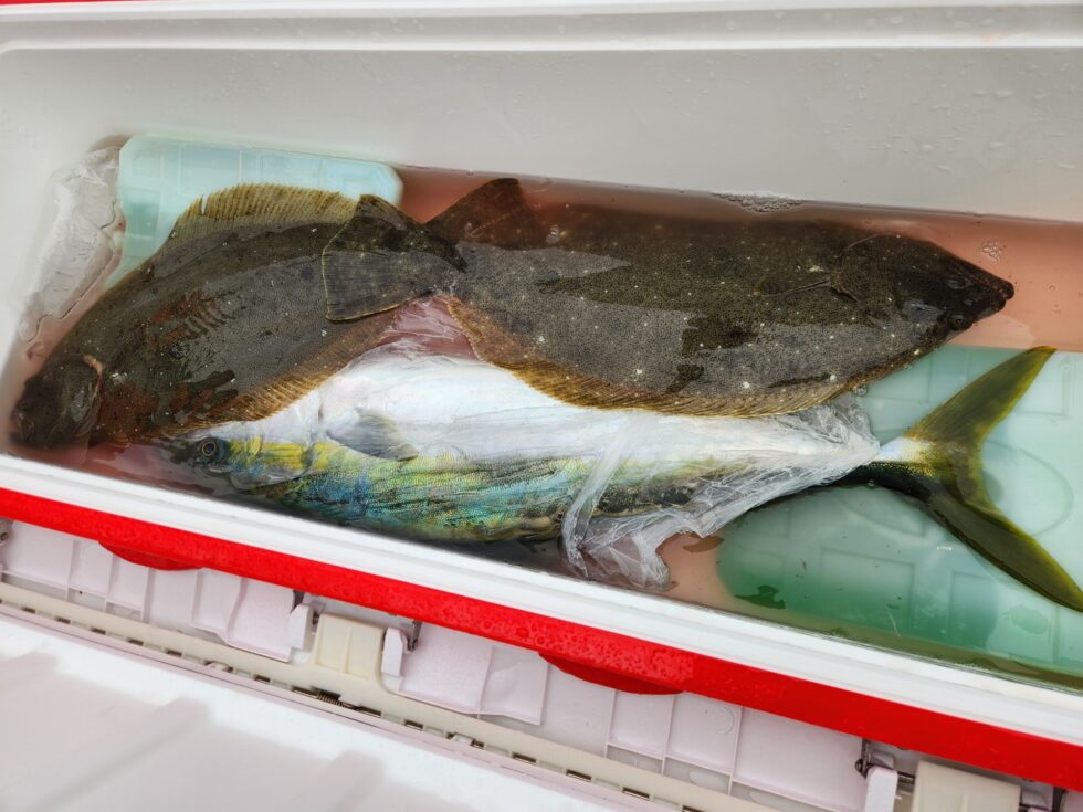 明日(日)コウイカ船、泳がせ船、出船確定です！