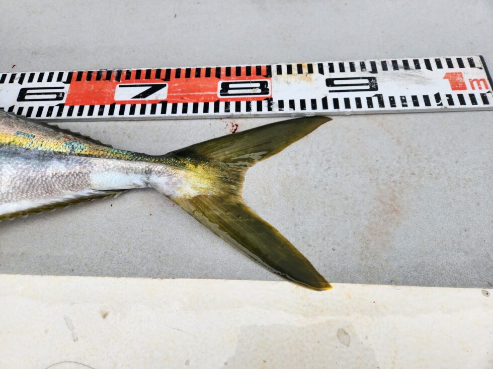 12/30(火)キャンセル空き出ました。宜しくお願いします