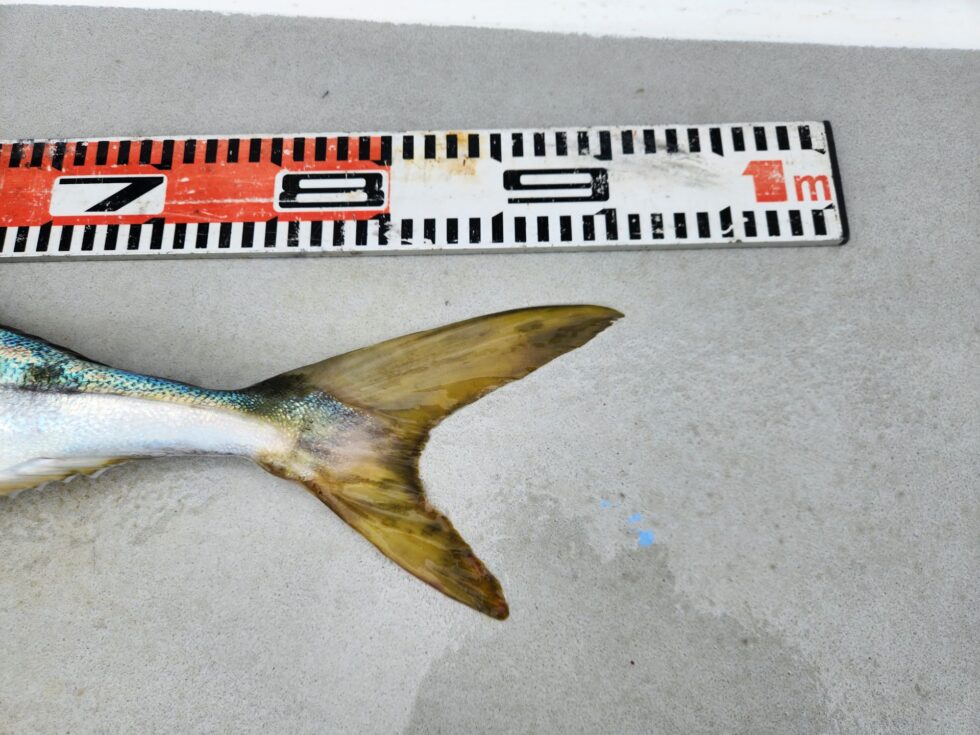 青物は2～6本と絶好調ー！