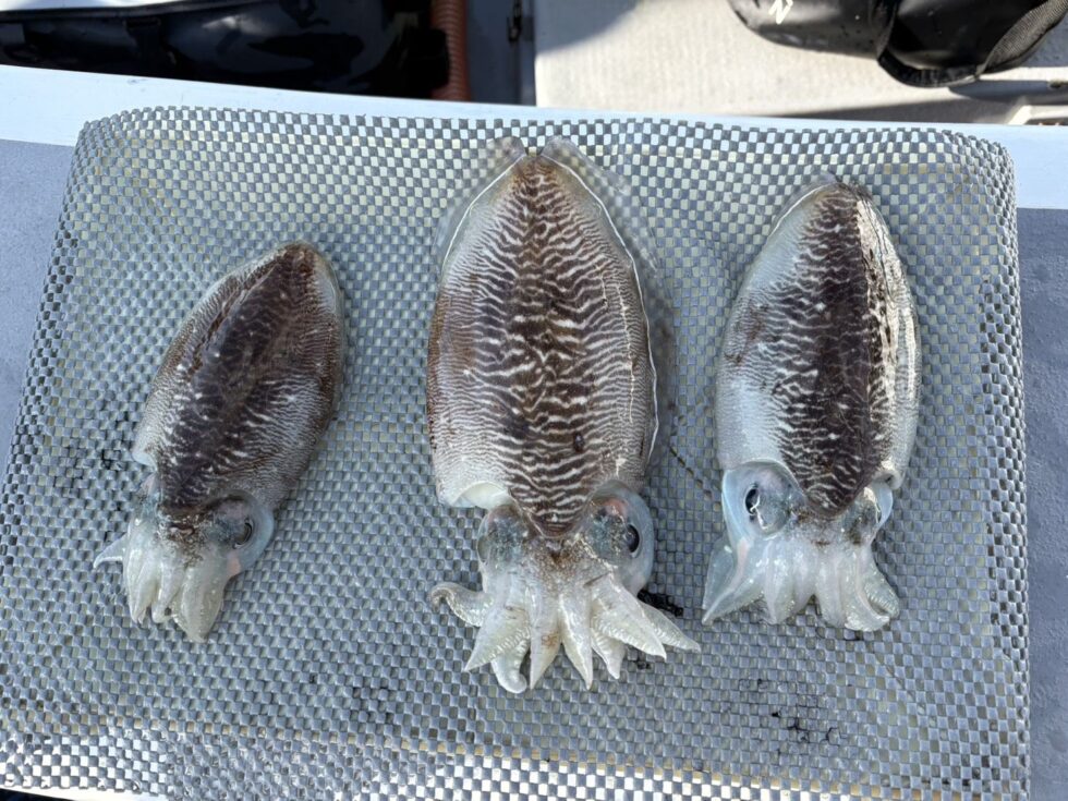 明日(月)コウイカ出船確定です！空き多数