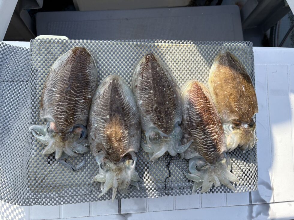 明日(月)コウイカ２隻分乗予定。かなり空き多数