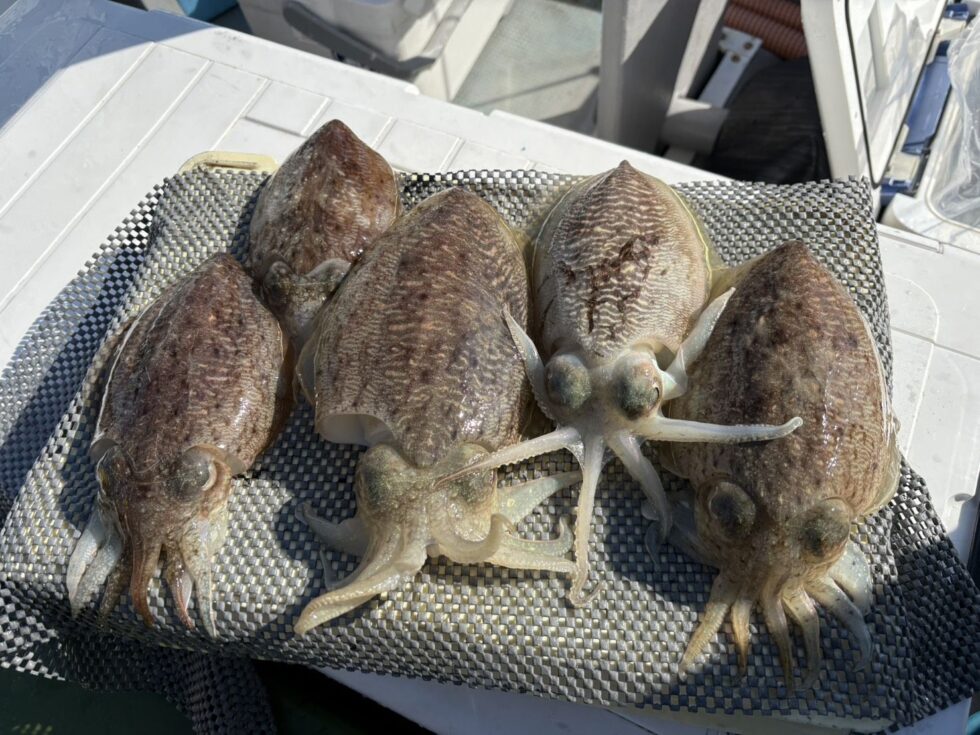 日に日にサイズアップ！