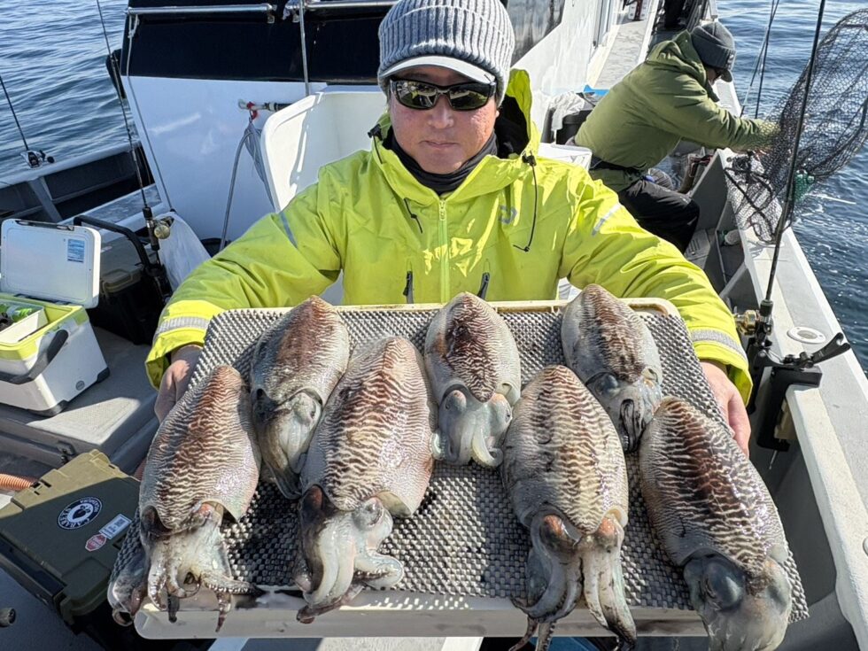 肉厚コウイカ大チャンス！