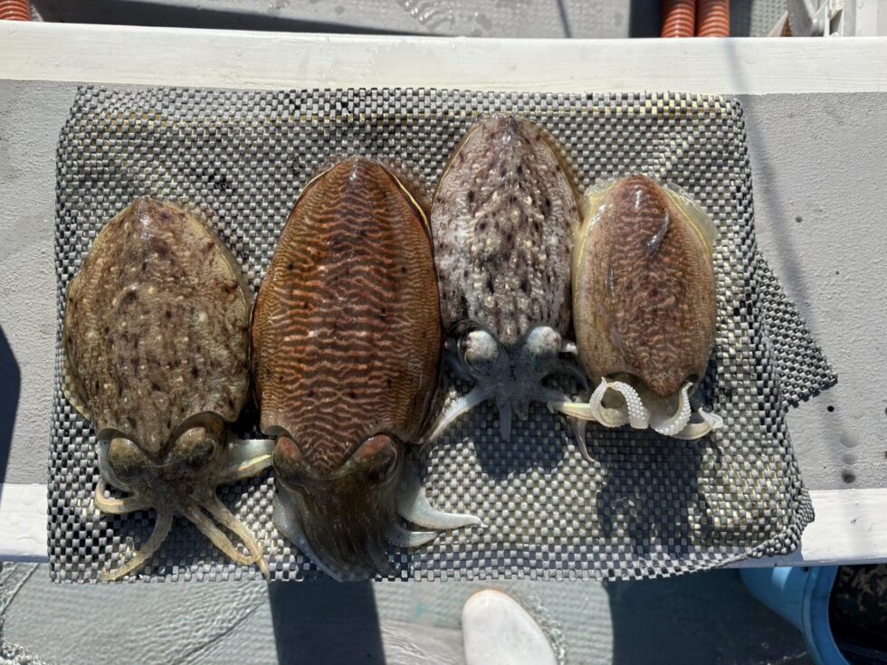 どんどんポイント開拓っ！