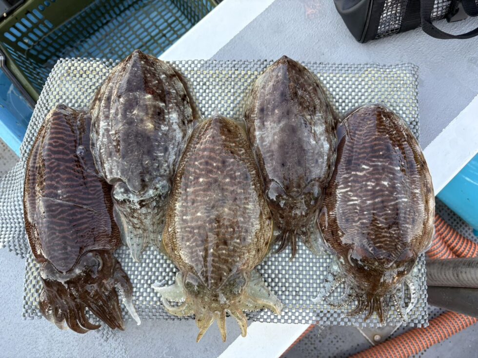 大人気のコウイカ！