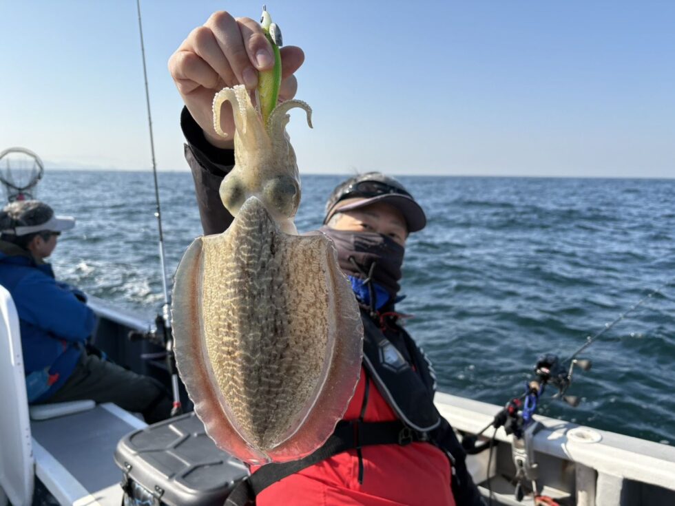 肉厚コウイカ！