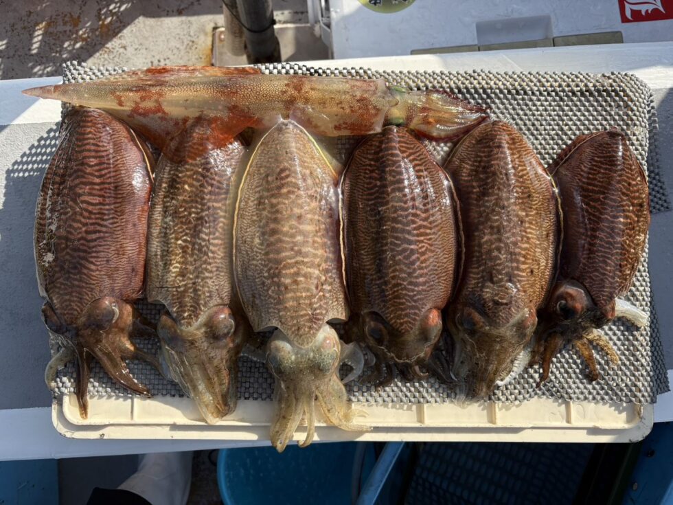 肉厚コウイカぼこぼこ！