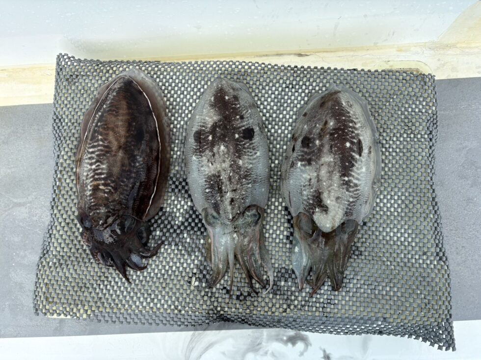 帰港してから撮影で写真少ないです。肉厚コウイカ大人気ですよ！