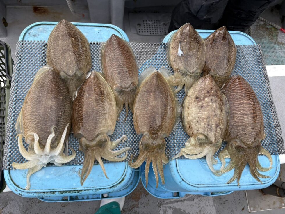 明日(金)泳がせ船、コウイカ船、出船確定です!朝の飛び入りOKですよ。