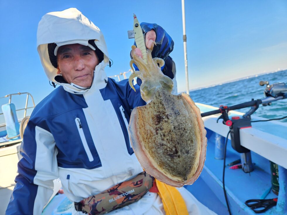 人気の肉厚コウイカ絶好調ー！