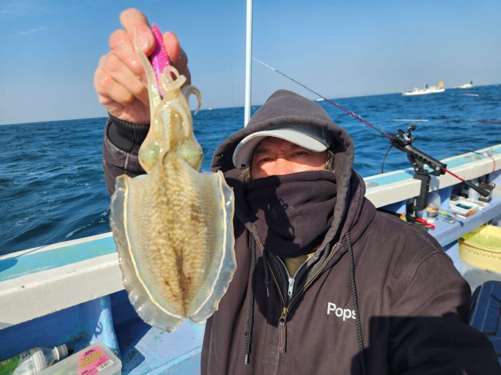 人気のコウイカ！