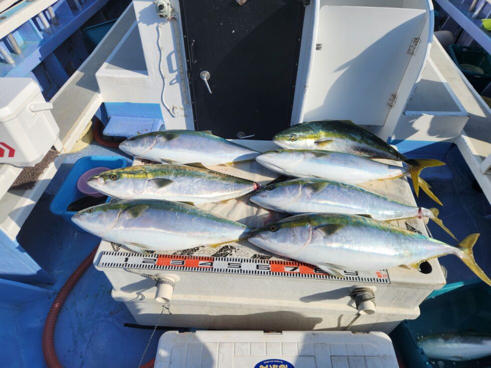 ブリ船中７本、他ワラサ７本
